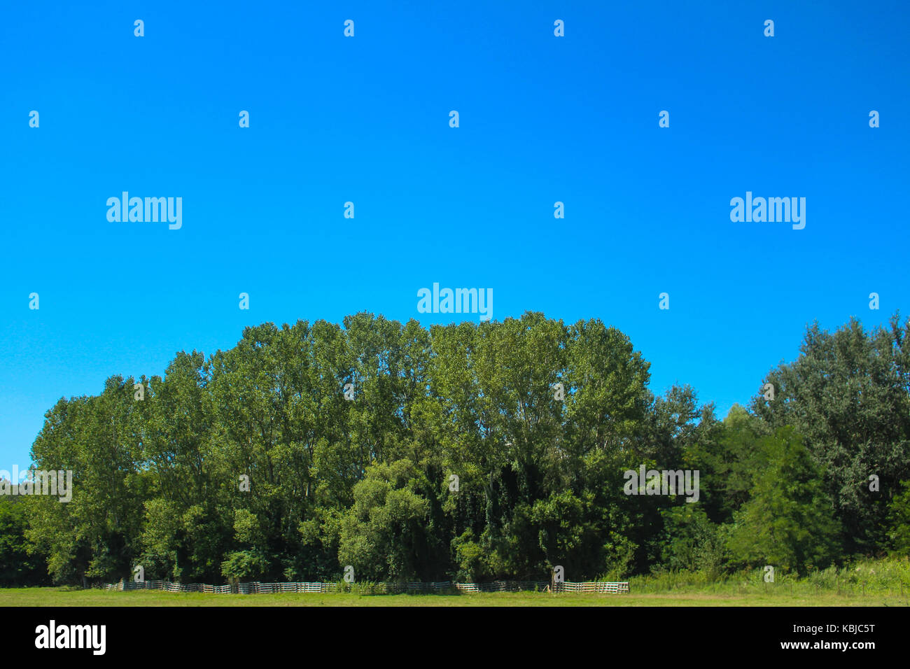 Blue sky above the green forest landscape Stock Photo - Alamy