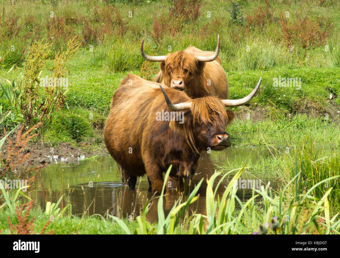 Highland cows standing in pond Stock Photo - Alamy