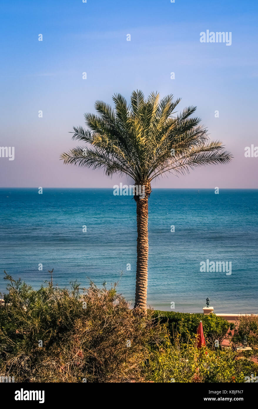 MESSILA, KUWAIT SEPTEMBER 3, 2015 A single palm tree in front of