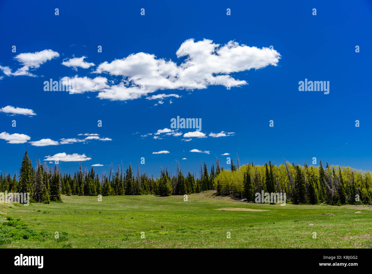 The High Country with green meadows, grass, trees and fresh air. Stock Photo
