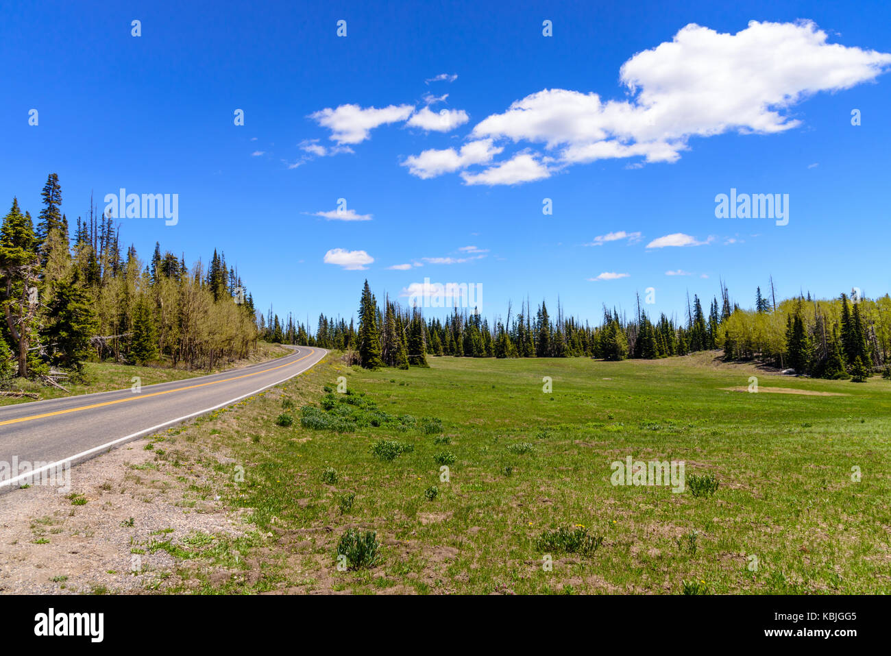 Country Back Road, Forest, Blue Sky with Clouds, Green Meadows Stock