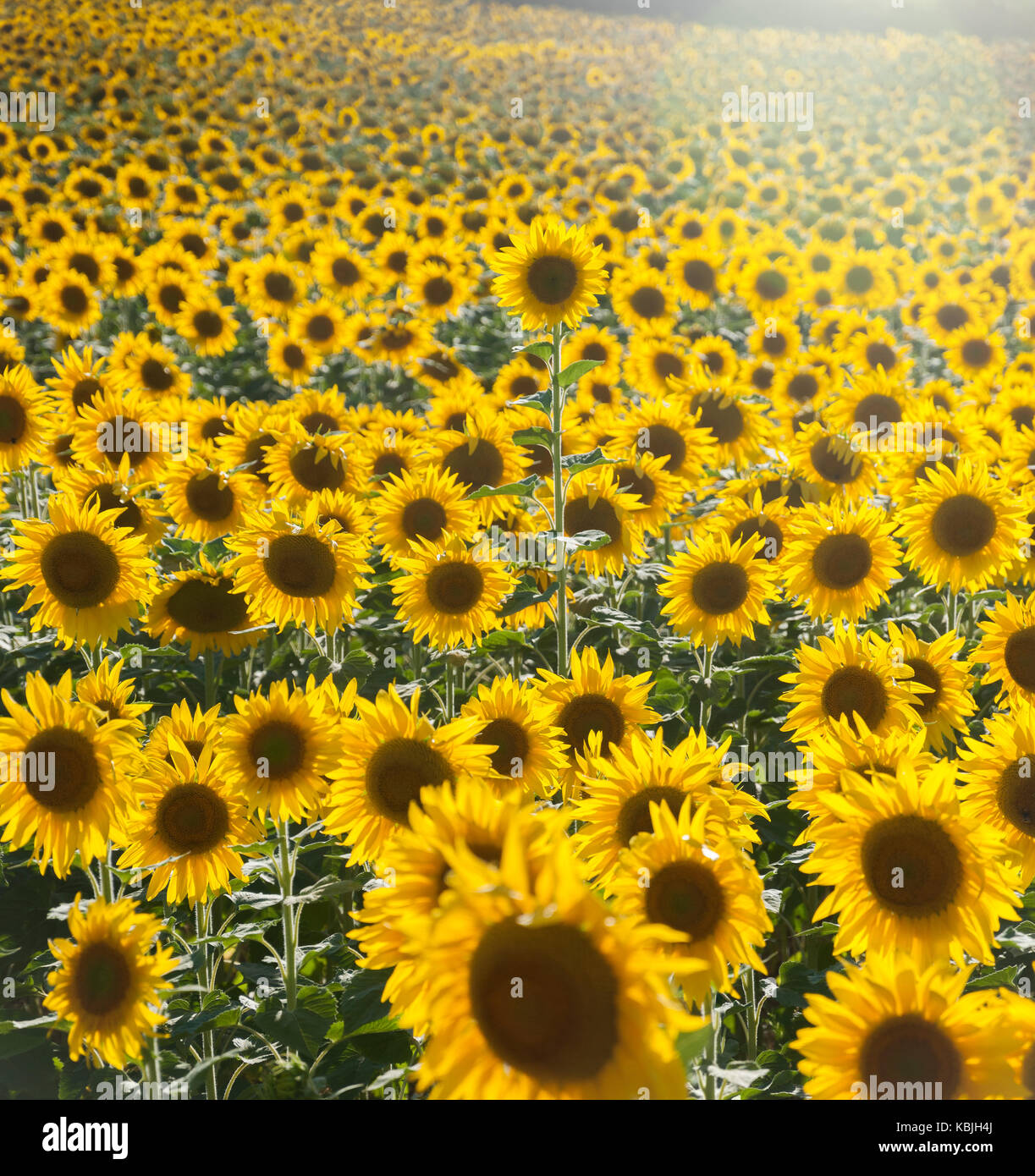 Field of sunflowers in the Vendee, near Mouilleron-en-pareds, France with a single sunflower standing out above the other sunflowers Stock Photo