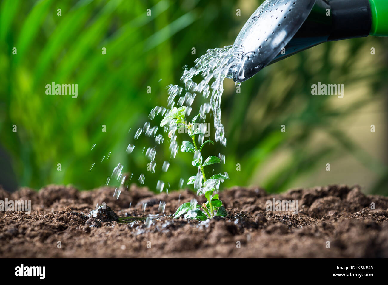 Closeup of water being poured on plants from can Stock Photo Alamy