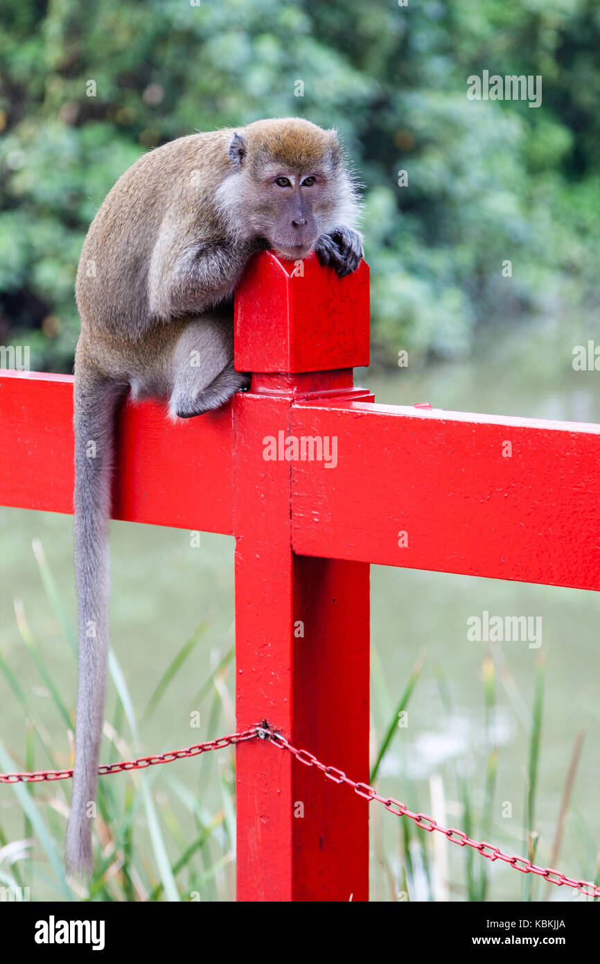 A wild long-tailed macaque seen near Jurong Lake. It's the only commonly seen species of monkey in Singapore and most of them dwell on the fringes of  Stock Photo