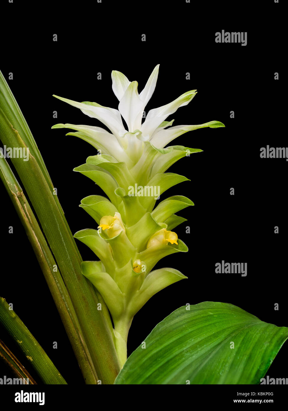 Closeup turmeric flower isolated on black background with clipping path Stock Photo