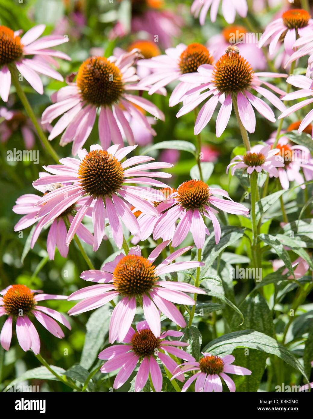 Purple coneflowers in garden ( Echinacea angustifolia) - USA Stock Photo