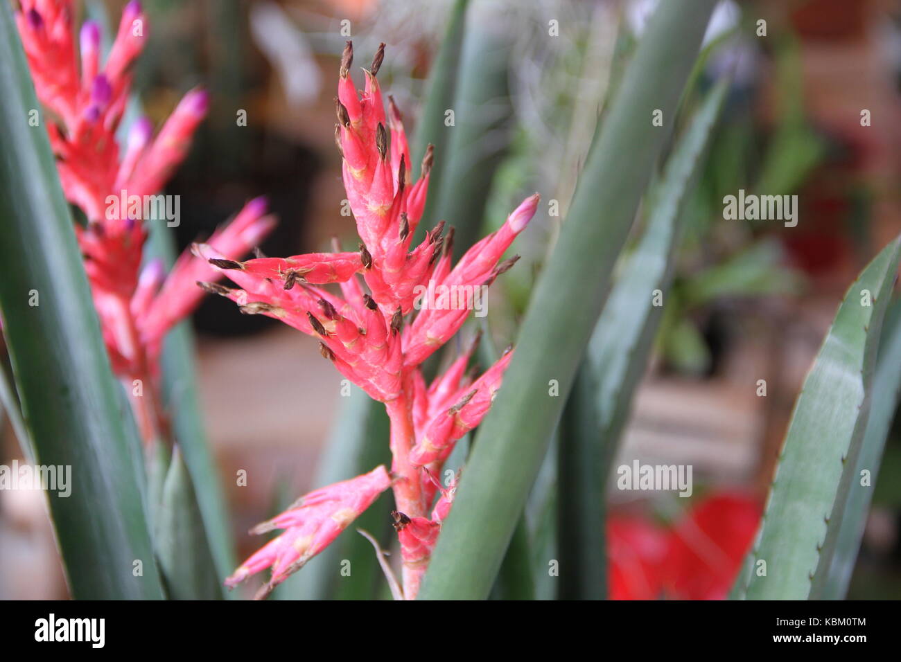 parasitic bromeliads parasitic plants bloomed in spring Stock Photo