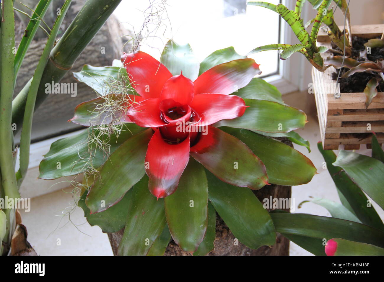 parasitic bromeliads parasitic plants bloomed in spring Stock Photo