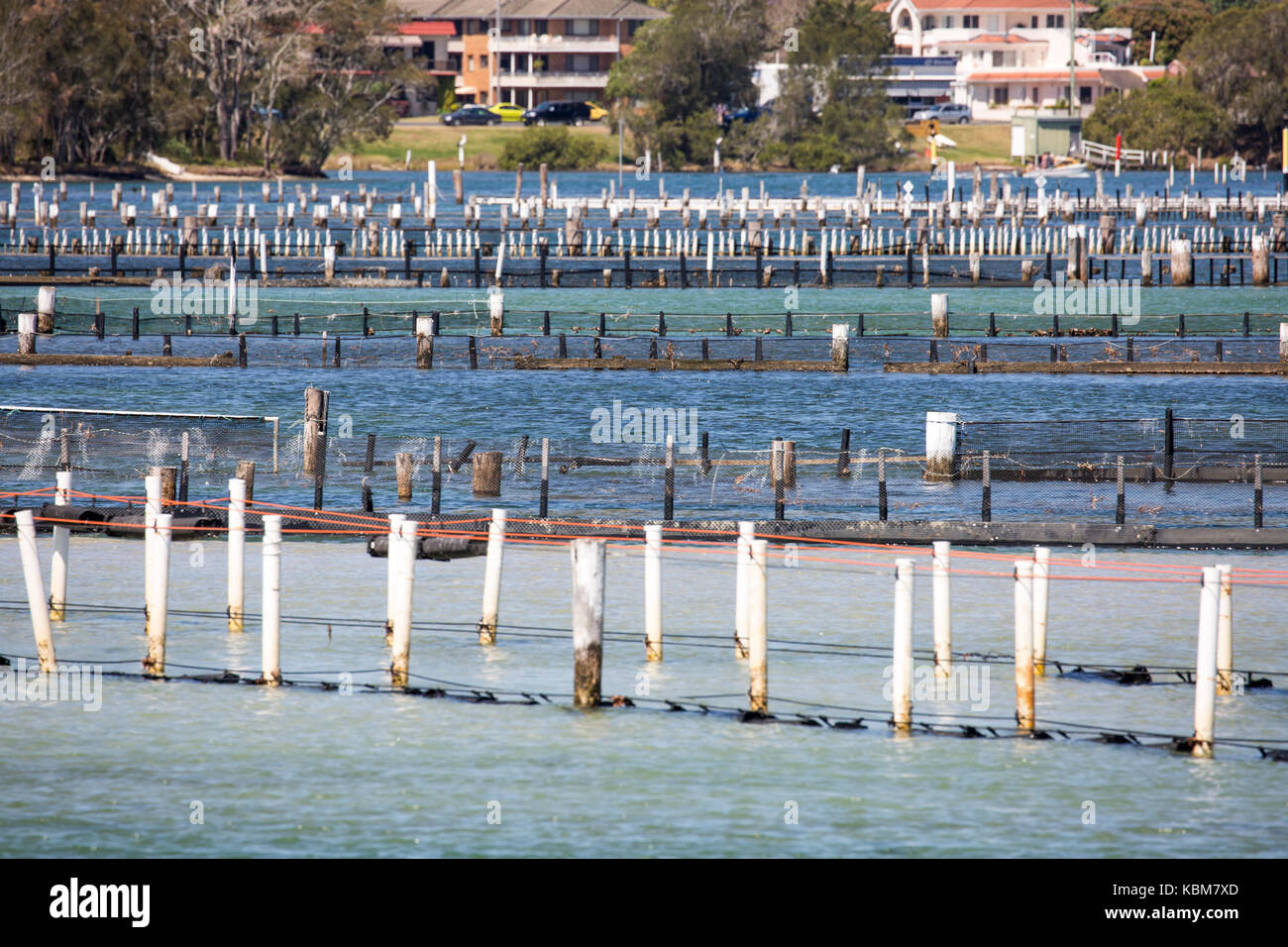 Oysters being gown in Wallis Lake near Forster , New South Wales