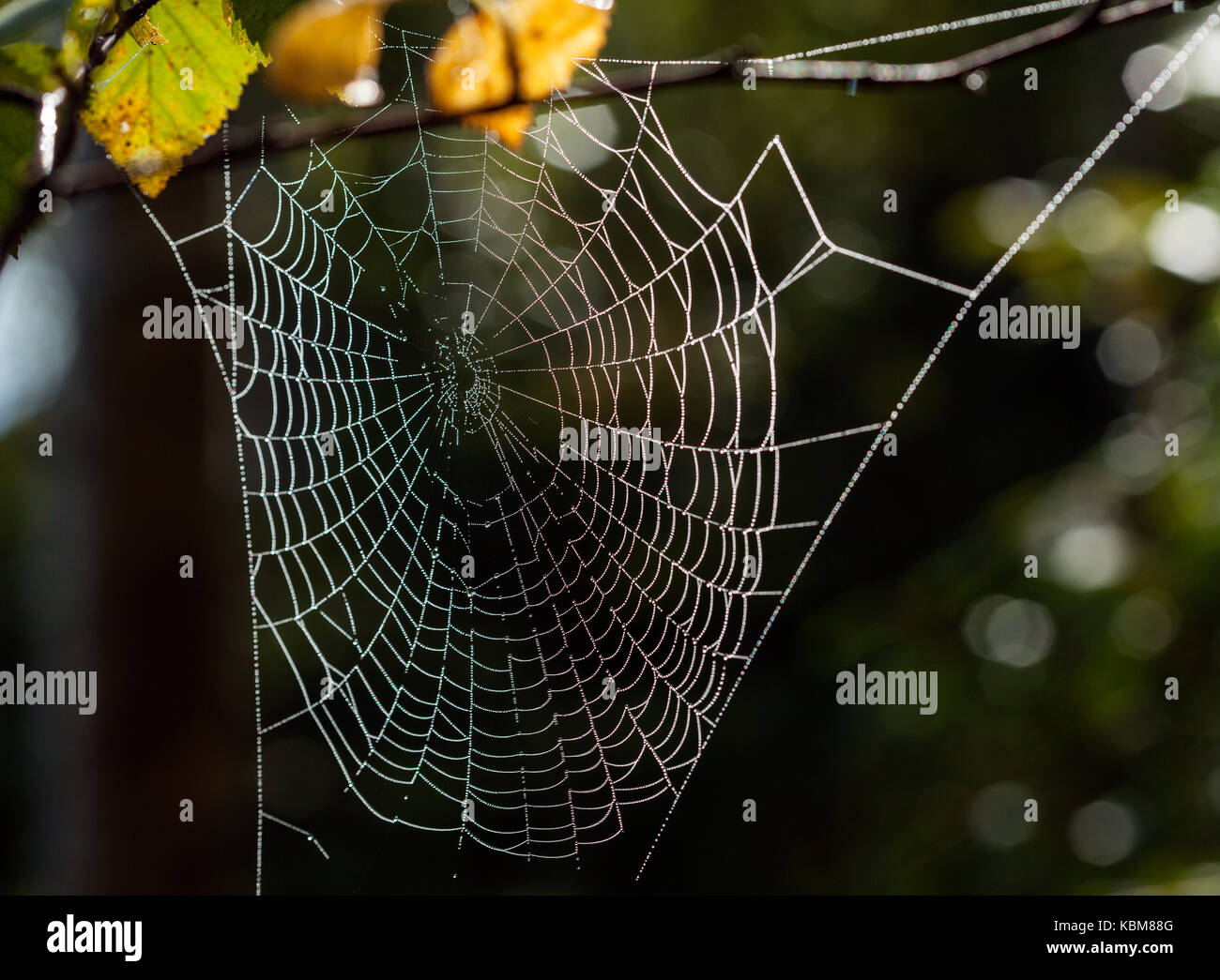 Spider web, spider net and pattern. Morning sun in a forest Stock Photo ...