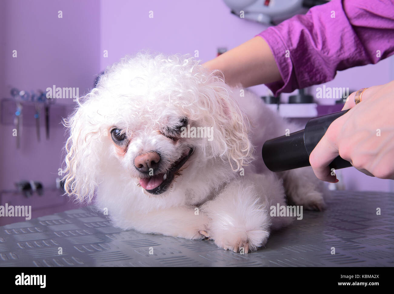 White small breed poodle in grooming saloon, dog care, pet salon Stock Photo