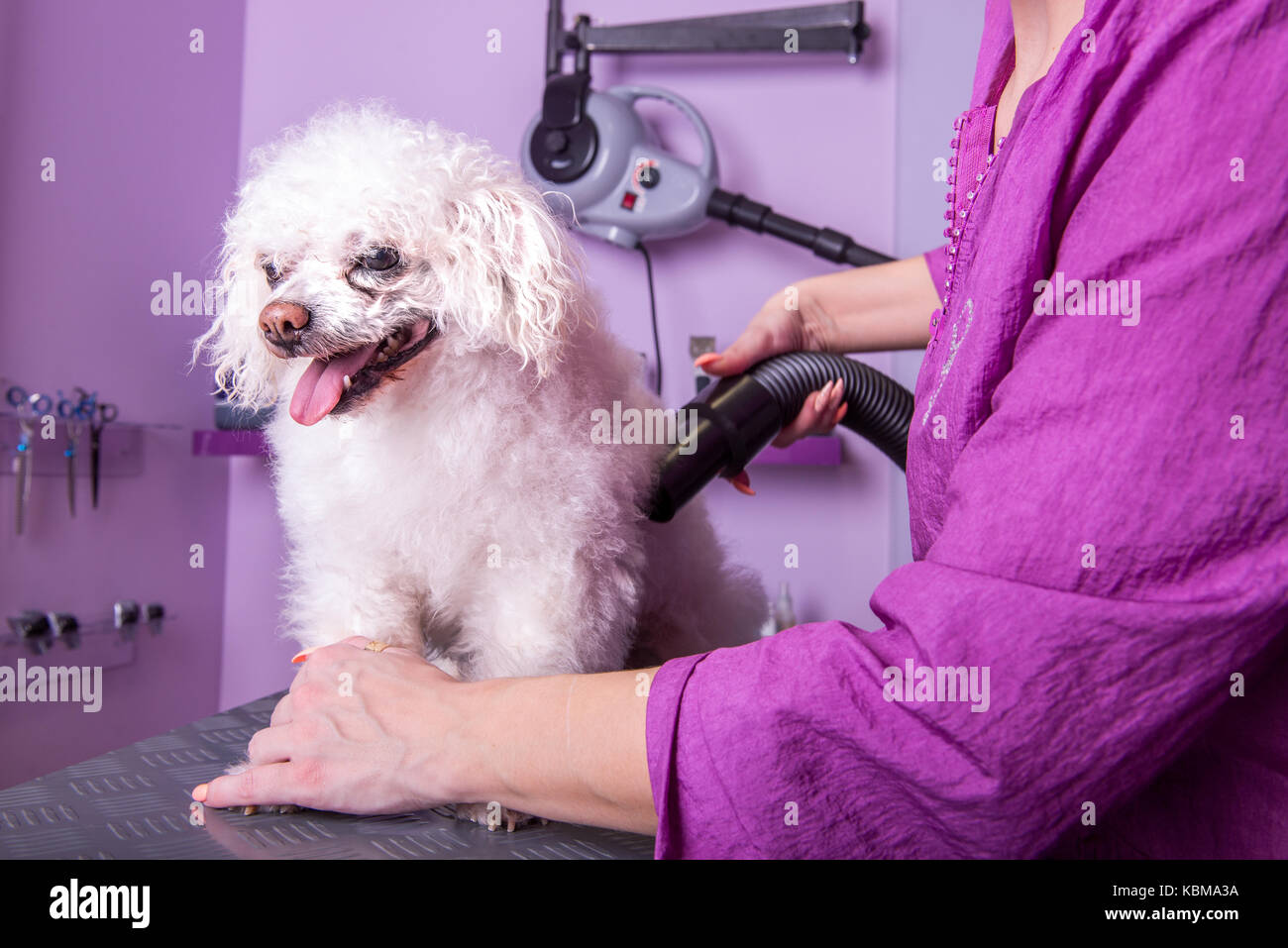 White small breed poodle in grooming saloon, dog care, pet salon Stock Photo