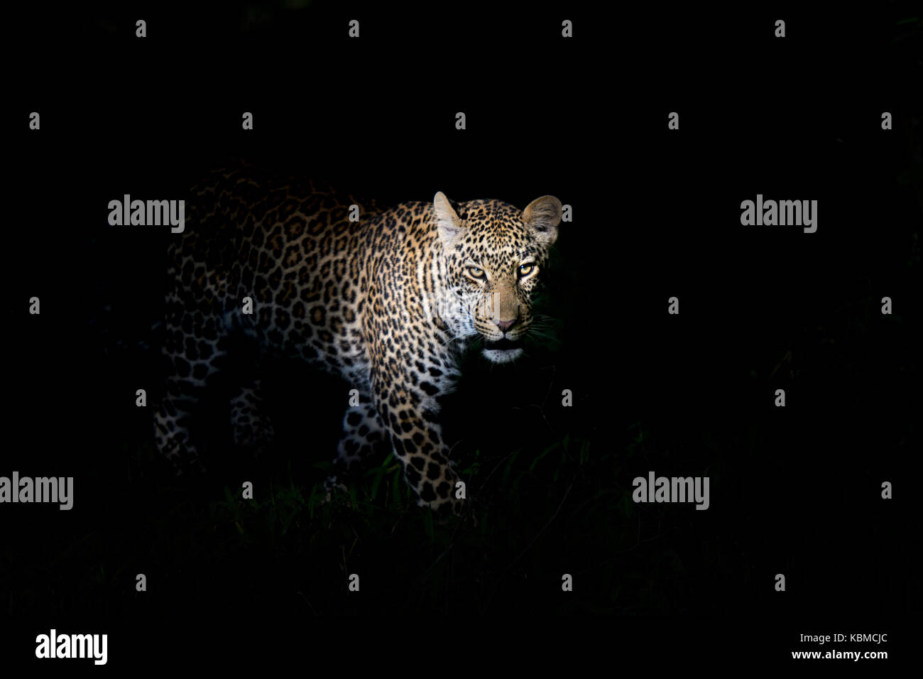 African Leopard (Panthera pardus) standing in the dark, illuminated on the head, looking at camera, Masai Mara national reserve, Kenya. Stock Photo