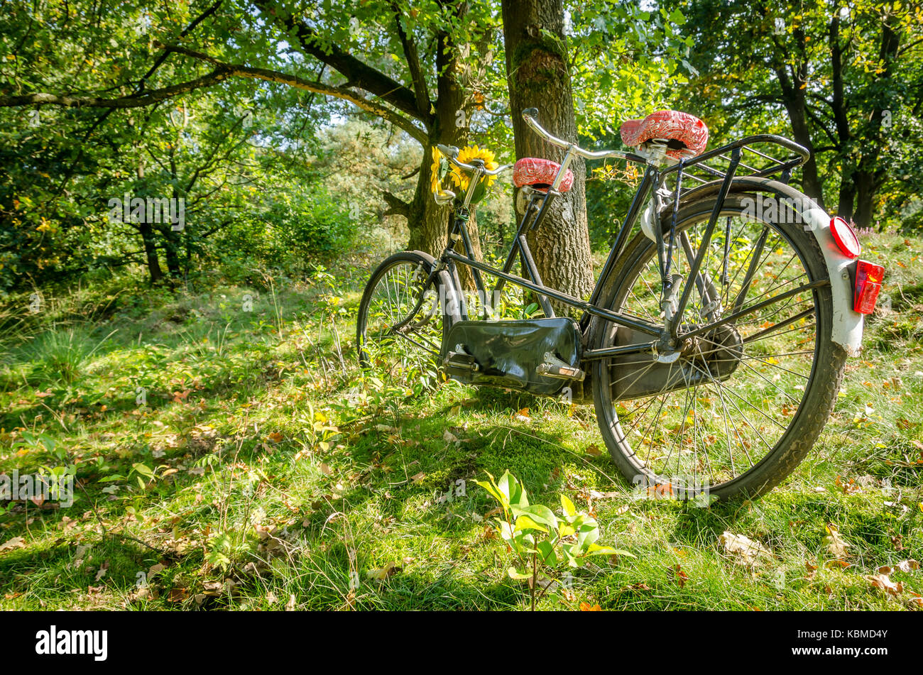 Tandem bike in the forest Stock Photo Alamy