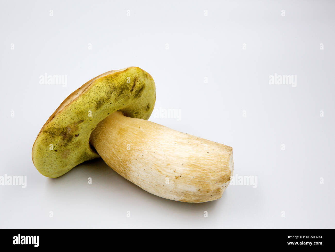 One beautiful, boletus edulis (Boletus edulis) isolated on a white background with clearly visible yellow underside of a hat and its structure.Close h Stock Photo