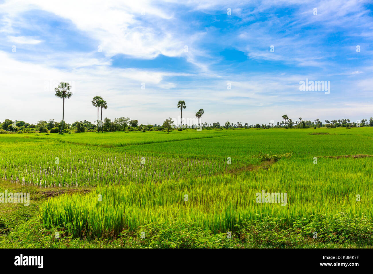 Lovely Day of Beautiful Green Rice Field and Very Nice Blue Sky. Stock Photo