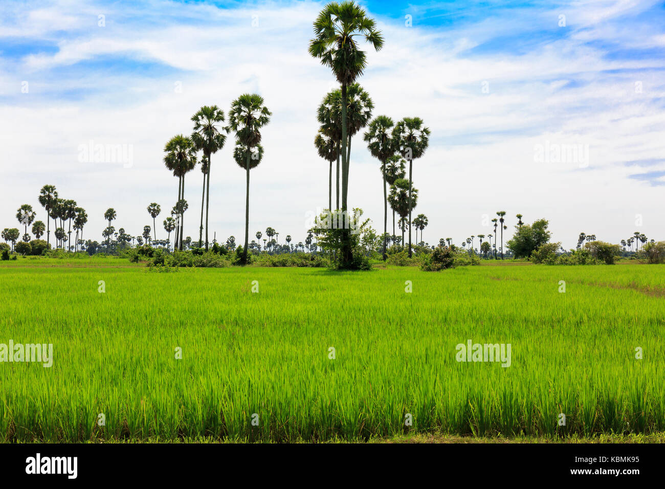 Idyllic View of Green Rice Field with Palm Trees and Blue Sky. Stock Photo