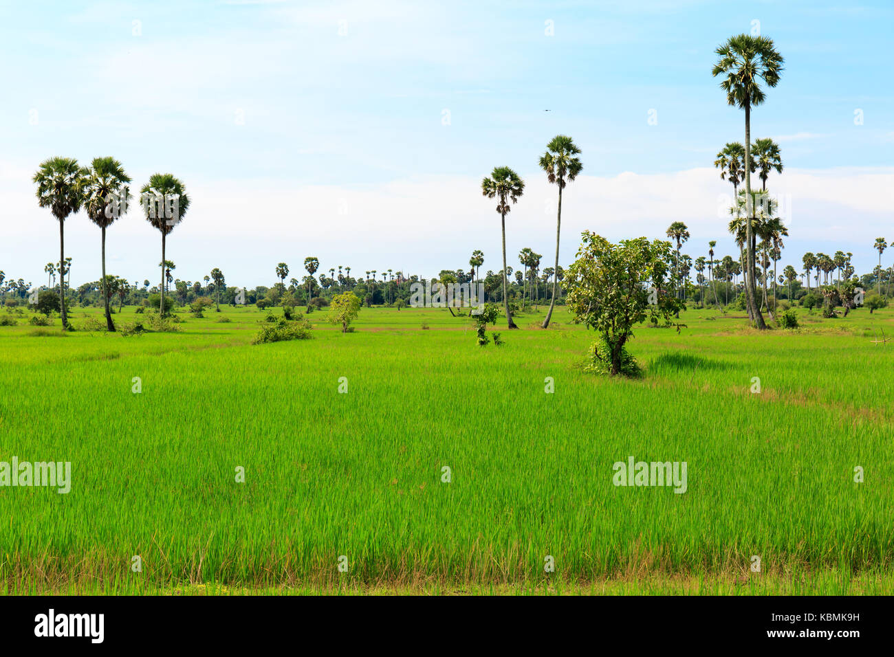 Paddy Fields in Green Color with Palm Trees and White Cloudy Sky Stock ...