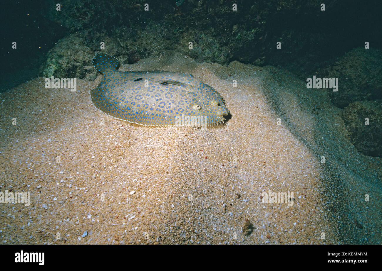 Leopard flounder (Bothus pantherinus), on sandy bottom. Great Barrier Reef Marine Park, Queensland, Australia Stock Photo