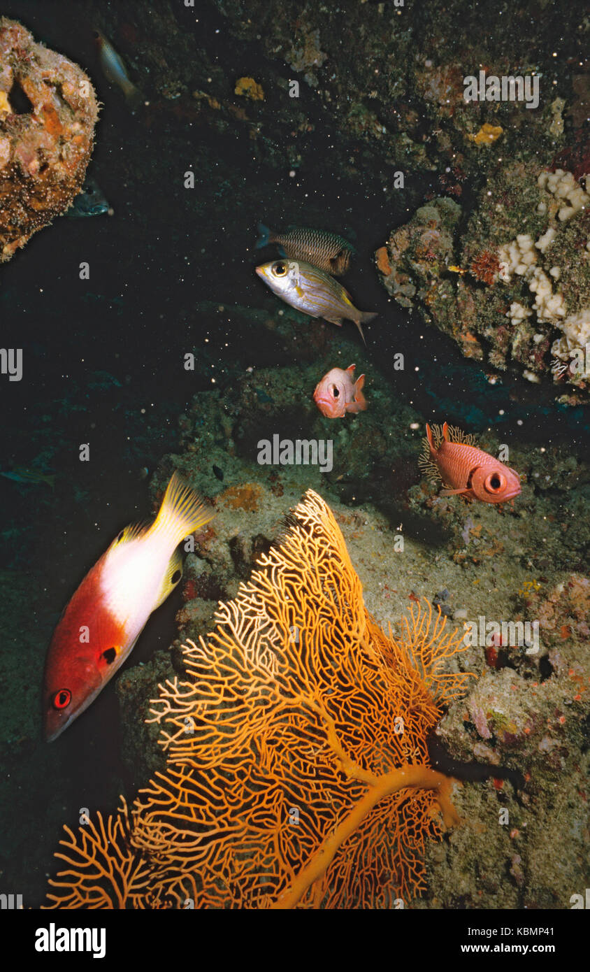 Axilspot hogfish (Bodianus axillaris), and Red-orange squirrelfish (Myripristis vittatus). Great Barrier Reef, Queensland, Australia Stock Photo
