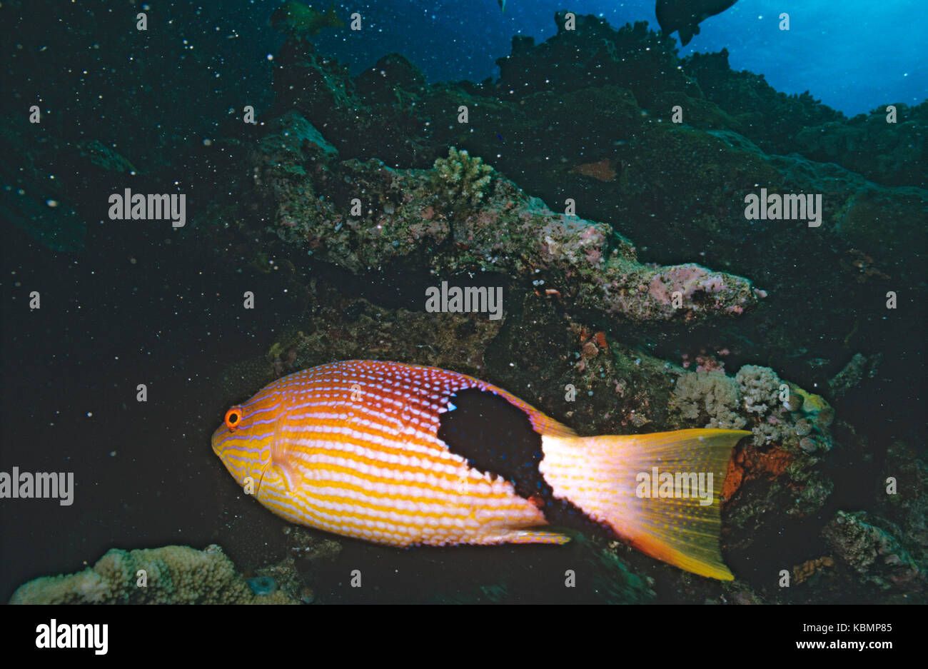 Blackfin hogfish (Bodianus loxozonus), large male; the black patch on females and younger males is proportionately larger. Stock Photo