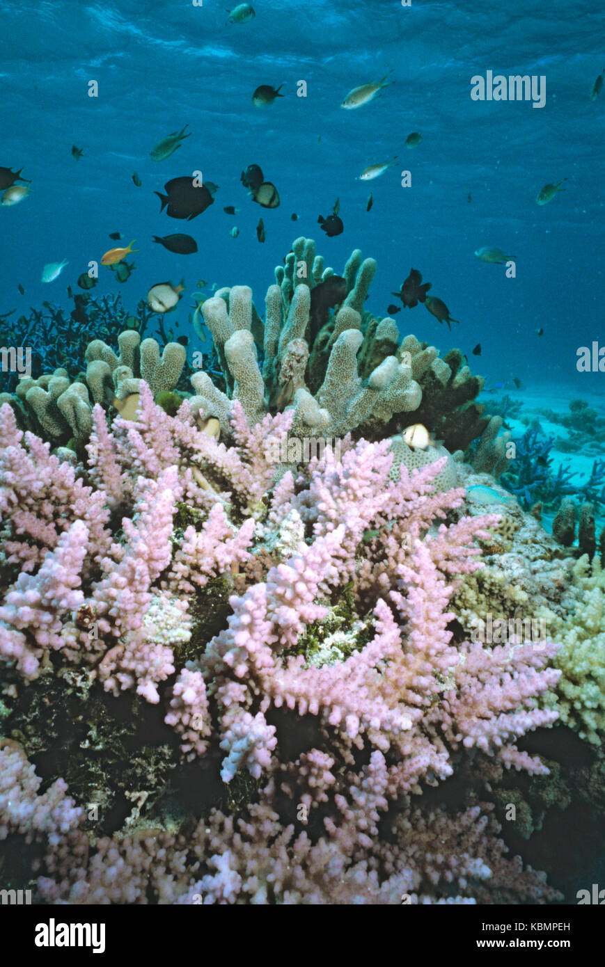 Coral garden with Reticulate dascyllus (Dascyllus reticulatus) and hard coral in foreground. Great Barrier Reef Marine Park, Queensland, Australia Stock Photo