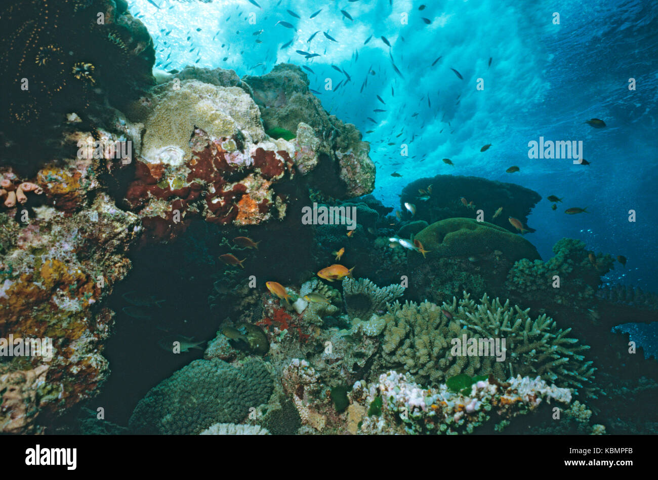 Damselfish swimming in coral garden, Great Barrier Reef Marine Park, Queensland, Australia Stock Photo