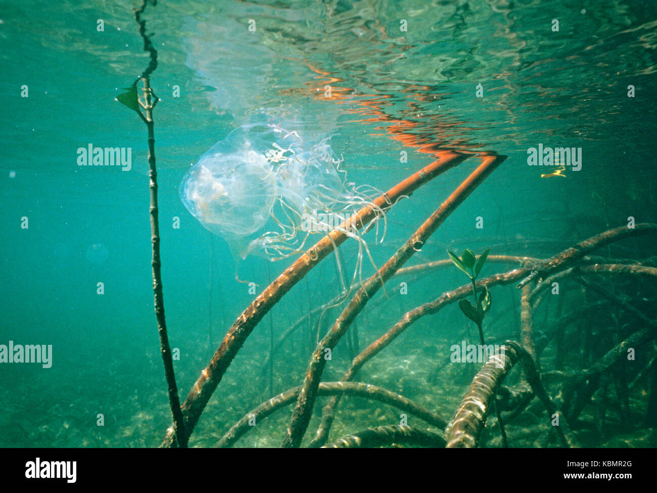 Box jellyfish (Chironex fleckeri), amongst mangrove prop roots. North