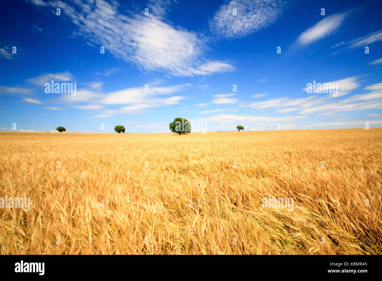 Wheat field and blue sky with clouds Stock Photo - Alamy