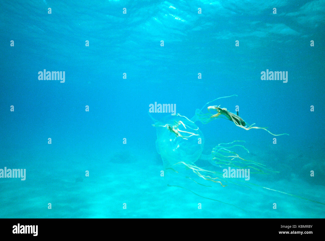 Box jellyfish (Chironex fleckeri), group underwater. North Queensland