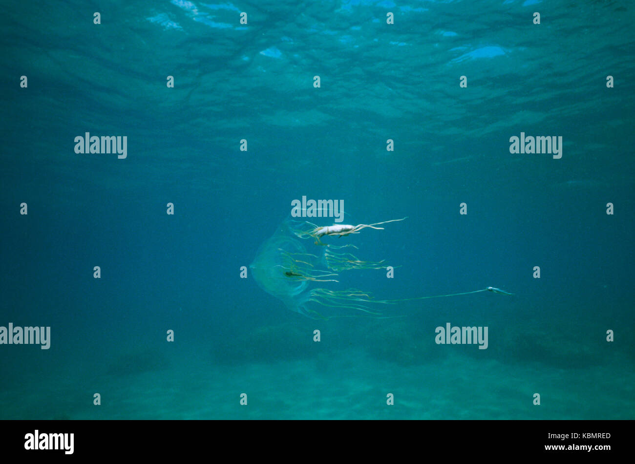 Box jellyfish prey hires stock photography and images Alamy