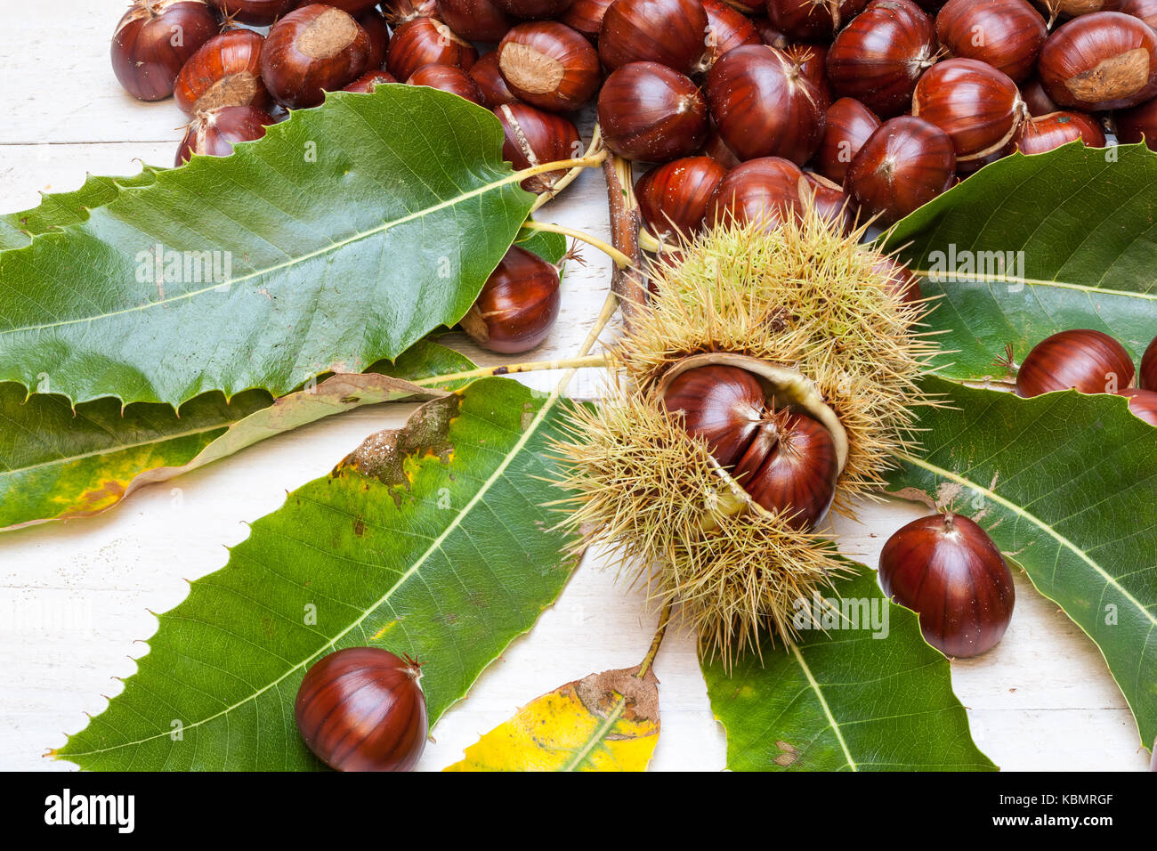 There are chestnuts on a leaf of a pine tree Stock Photo
