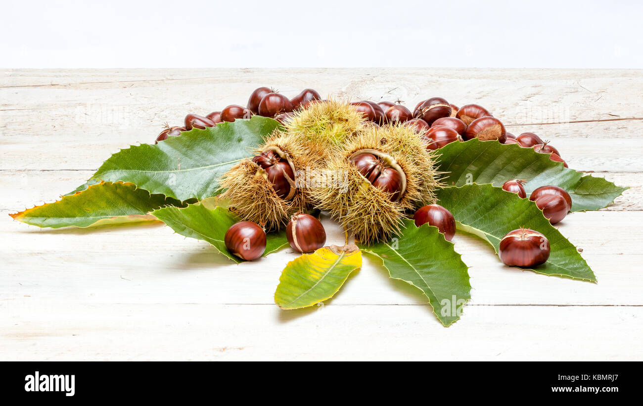 There are chestnuts on a leaf of a pine tree Stock Photo
