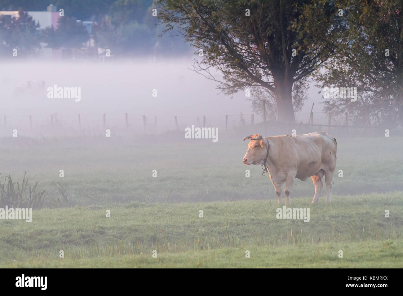 In the early morning on the land there is a cow in the fog Stock Photo
