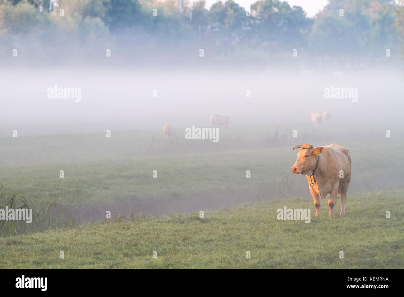 In the early morning on the land there is a cow in the fog Stock Photo