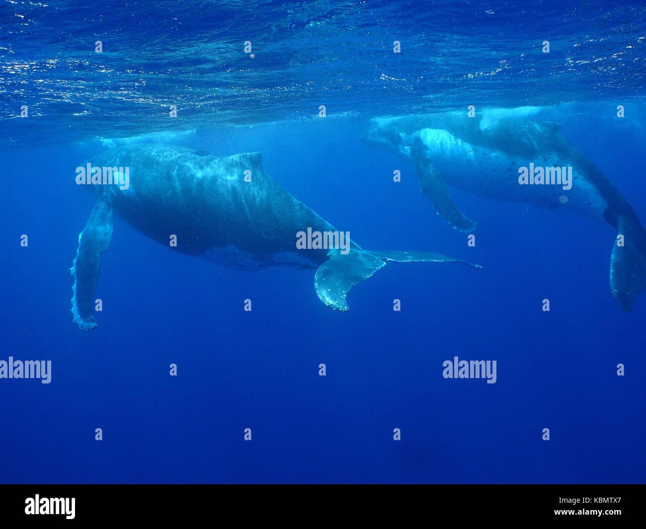 Side view large humpback whale hi-res stock photography and images - Alamy
