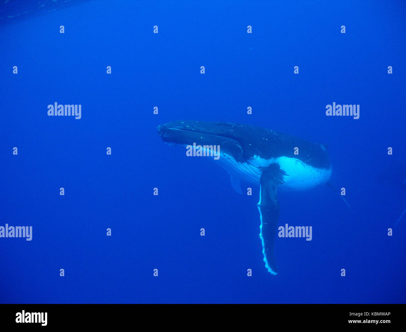 Humpback Whale Megaptera Novaeangliae Underwater Swimming In