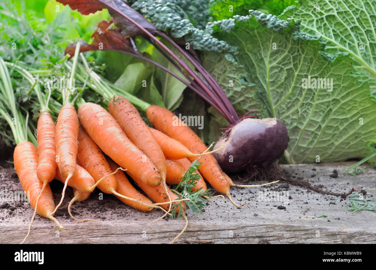 fresh carrot and beet in front of green cabbage in a garden Stock Photo ...