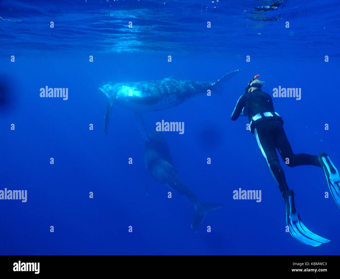 Snorkeler and humpback whale hi-res stock photography and images - Alamy