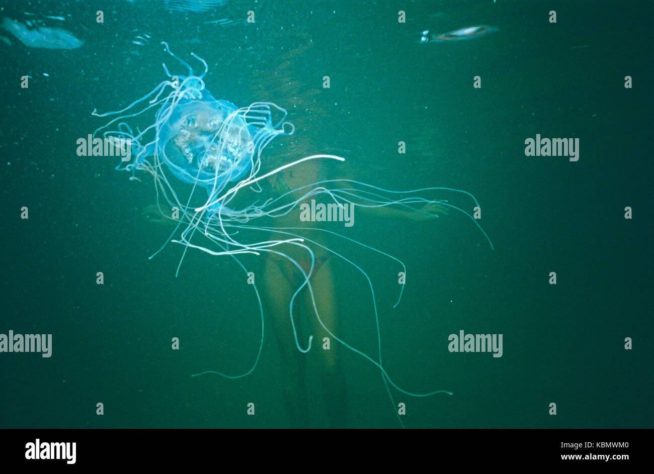 Box jellyfish (Chironex fleckeri), floating near unsuspecting swimmer