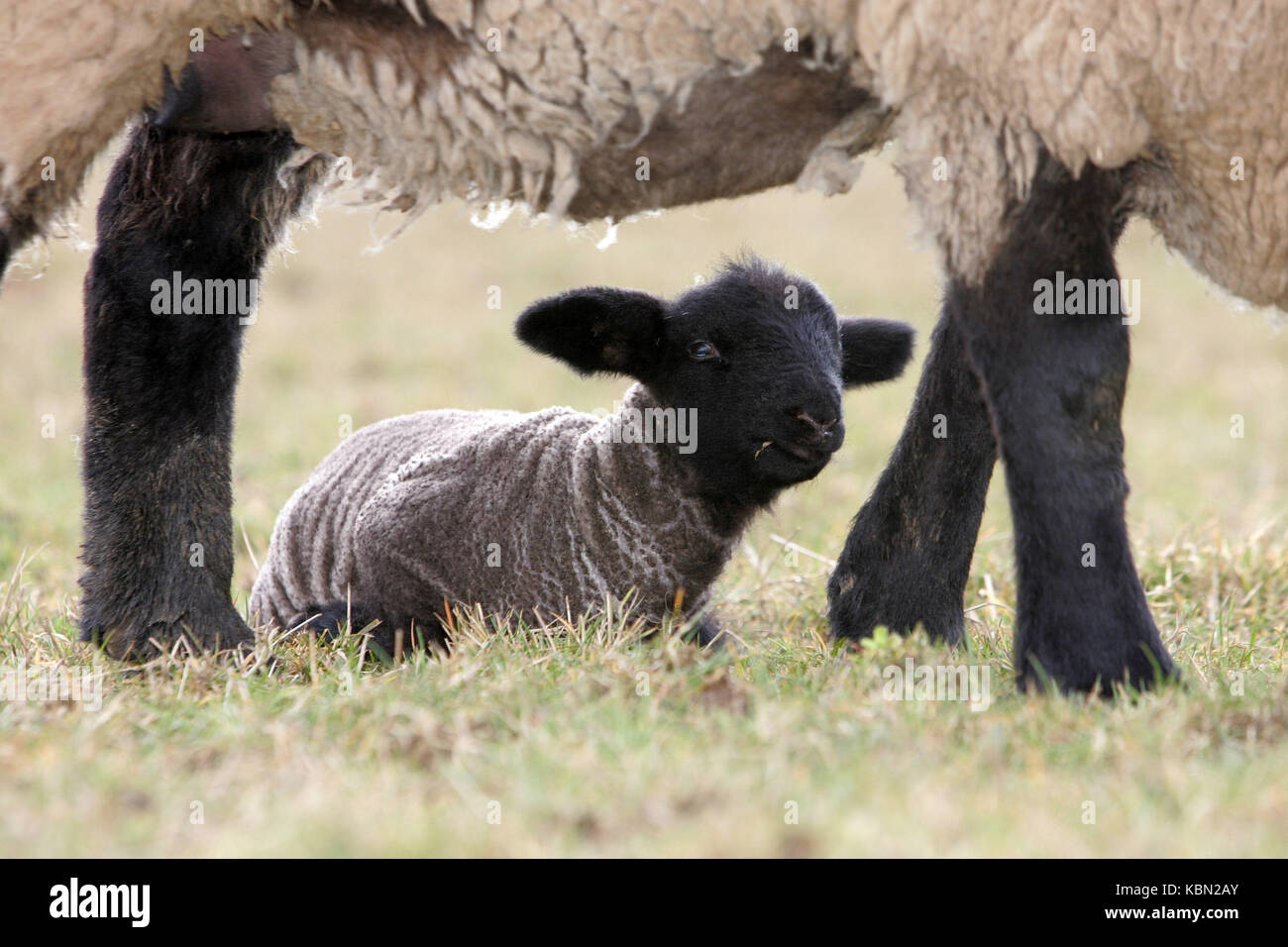 Lamb below his mother Stock Photo