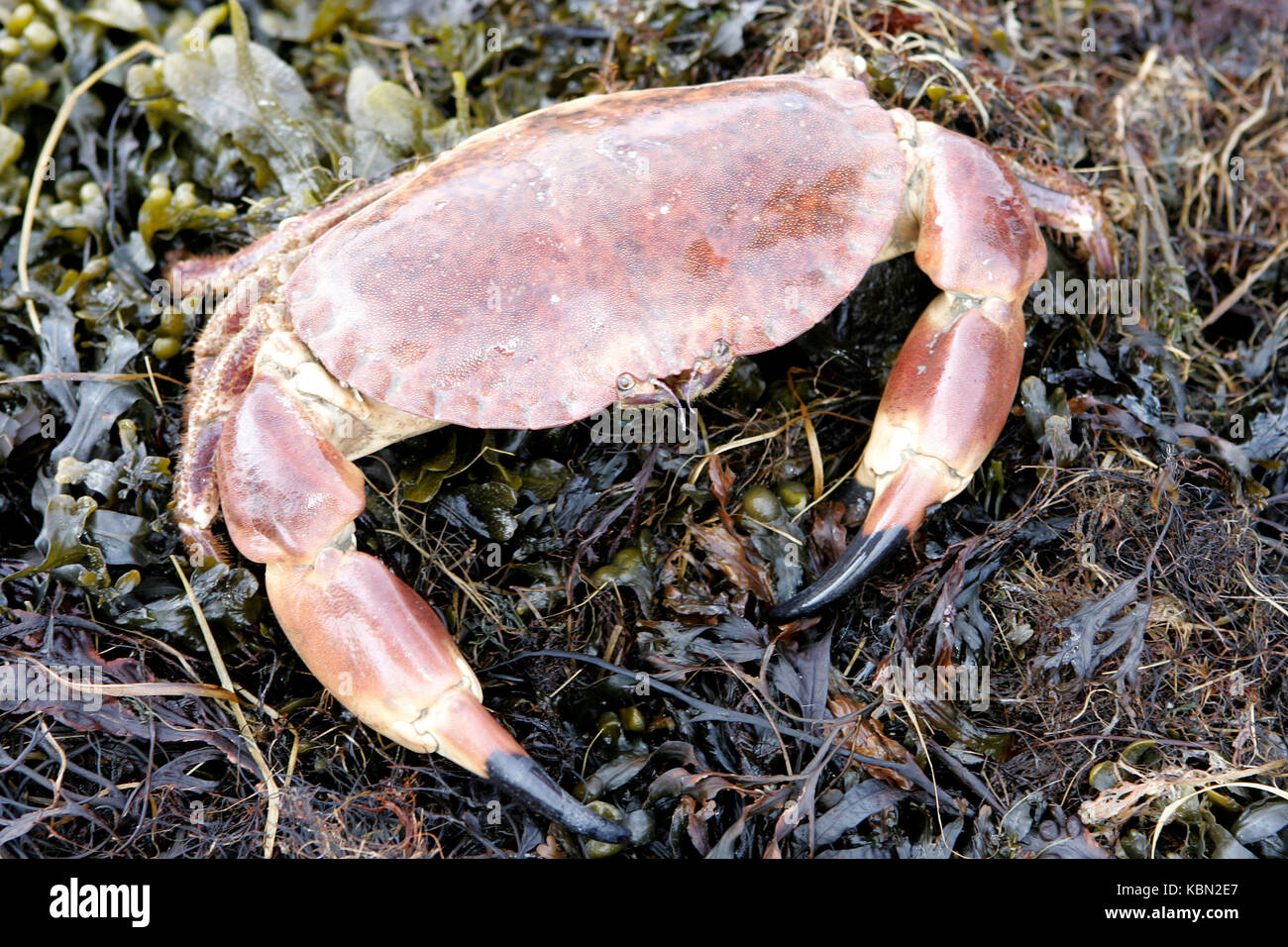 Crab fishing on the Isle of Skye Stock Photo Alamy