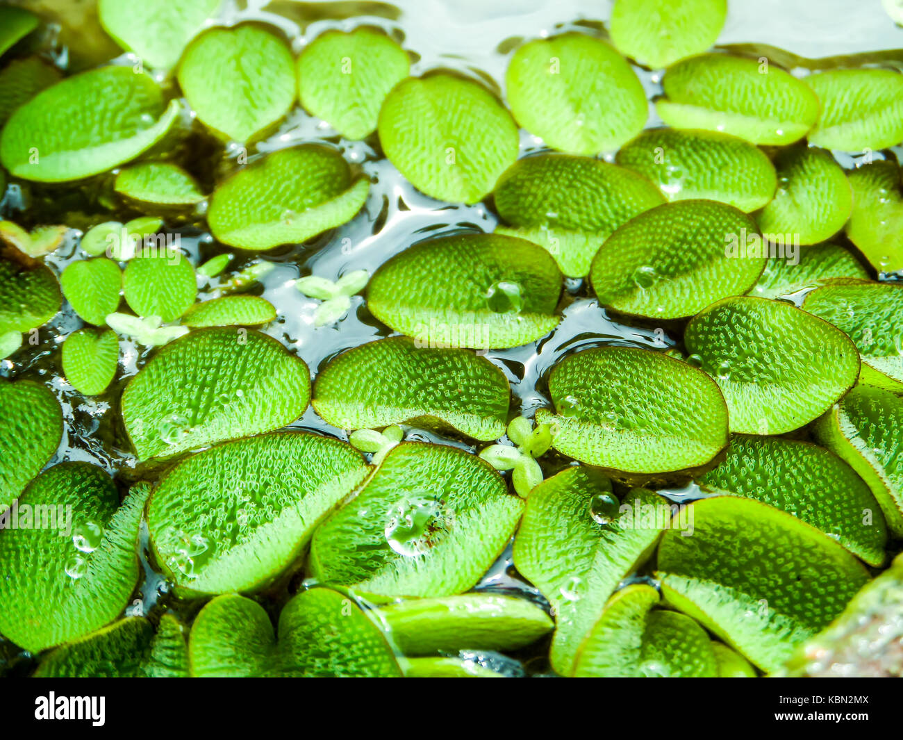 little leaves of water fern floating on water surface at swamp Stock