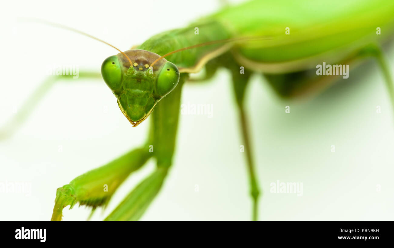 Praying mantis Praying mantis Stock Photo - Alamy
