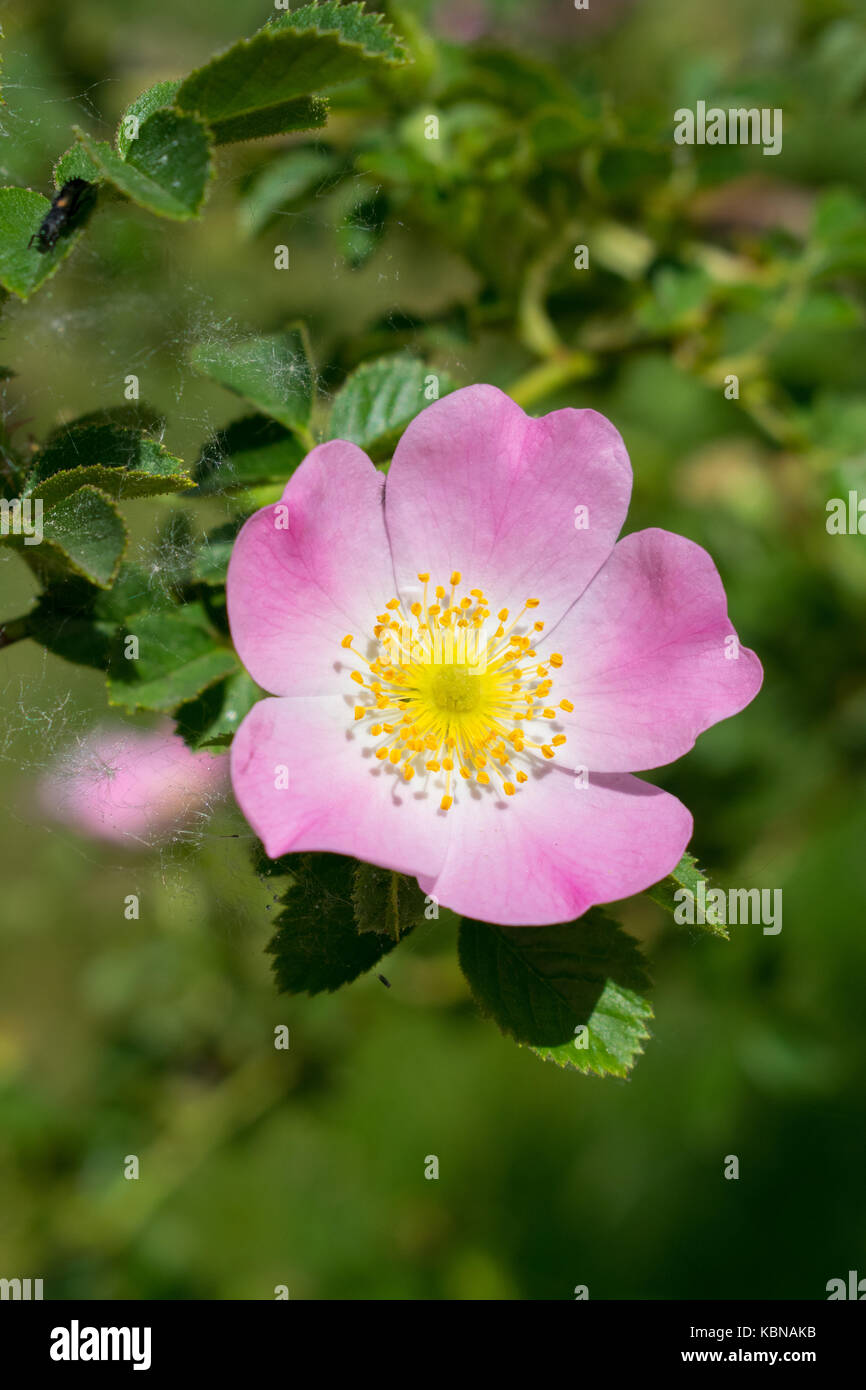 Wild rose flowers and leaves closeup background Stock Photo Alamy