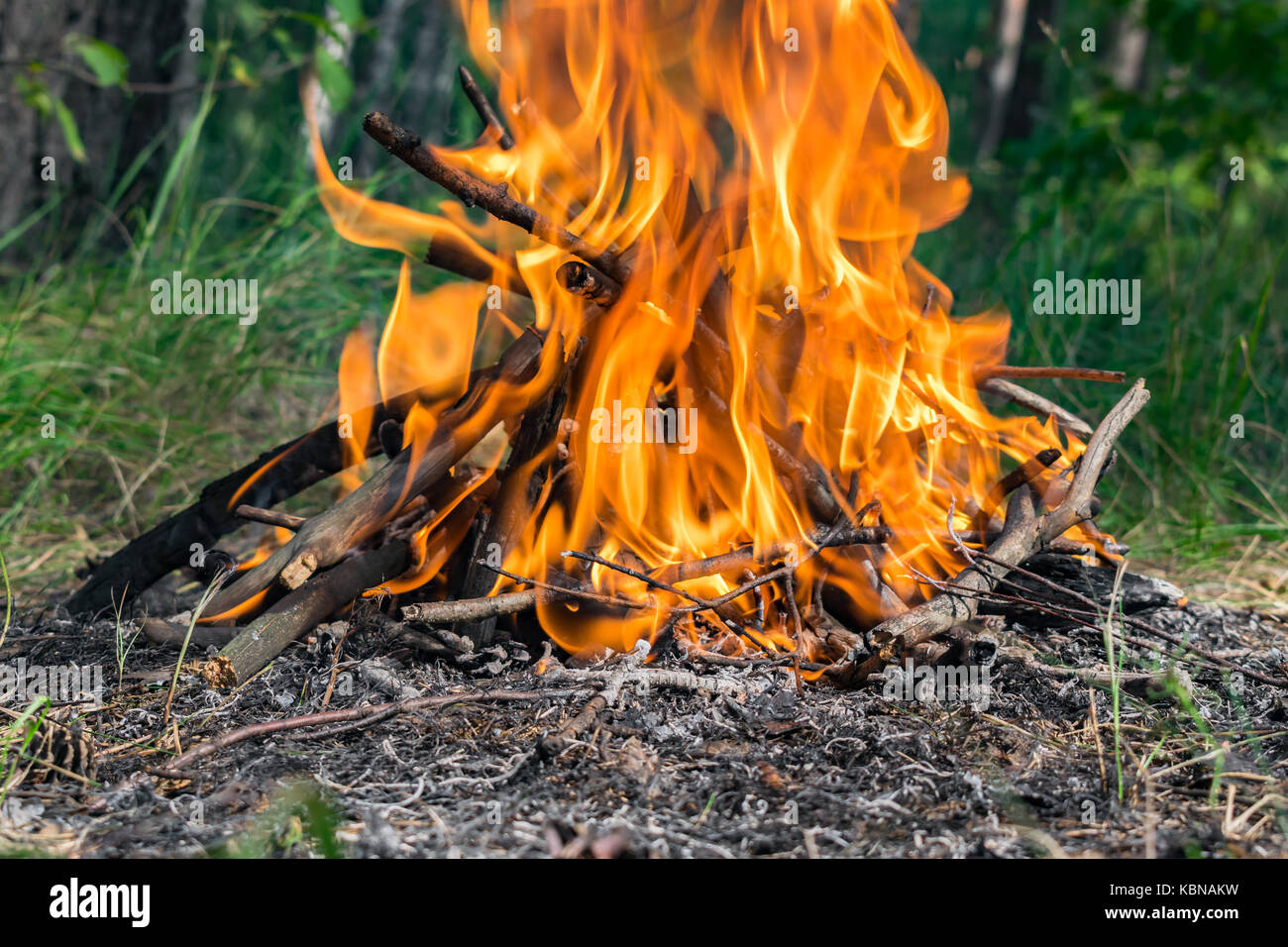 Campfire burning in the forest in summer Stock Photo - Alamy