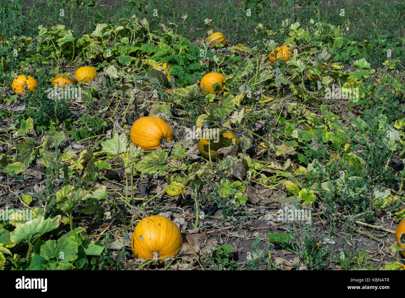 Pumpkins growing on the field in autumn Stock Photo - Alamy