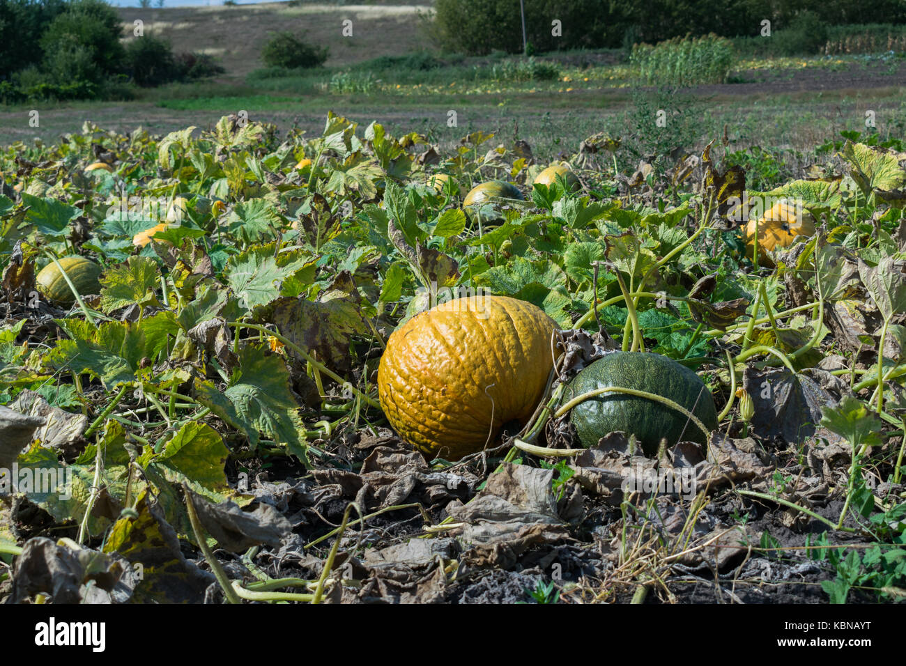 Pumpkins growing on the field in autumn Stock Photo - Alamy