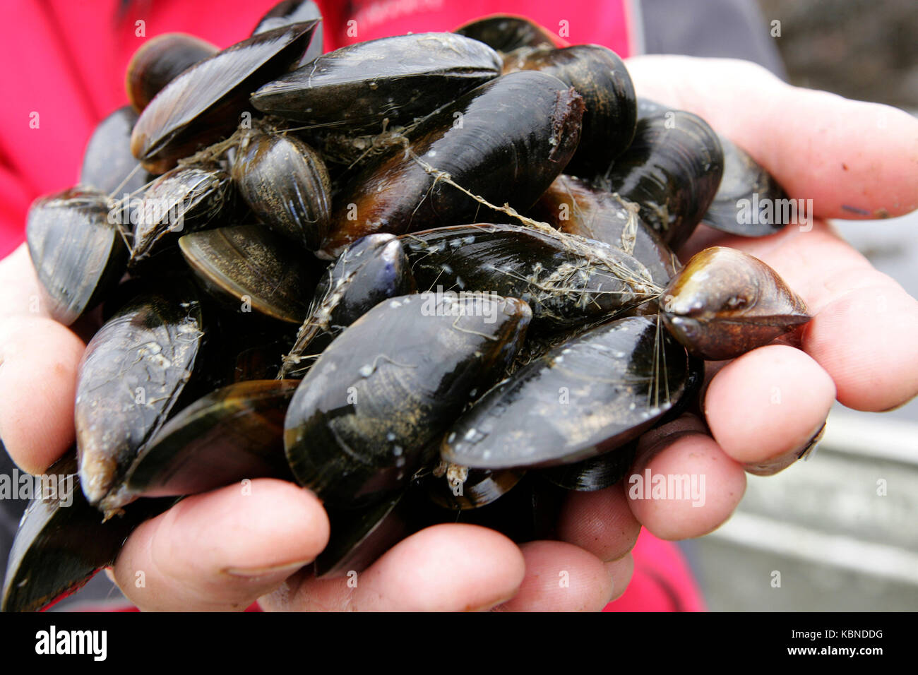 Mussel farm scotland hires stock photography and images Alamy