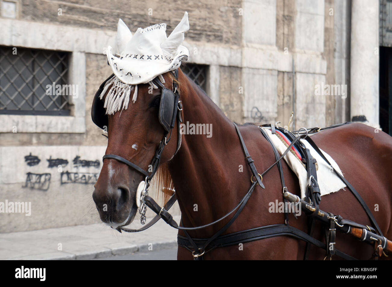 Horse in traditional white hat waiting for the tourists on street of Palermo, Sicily, Italy Stock Photo